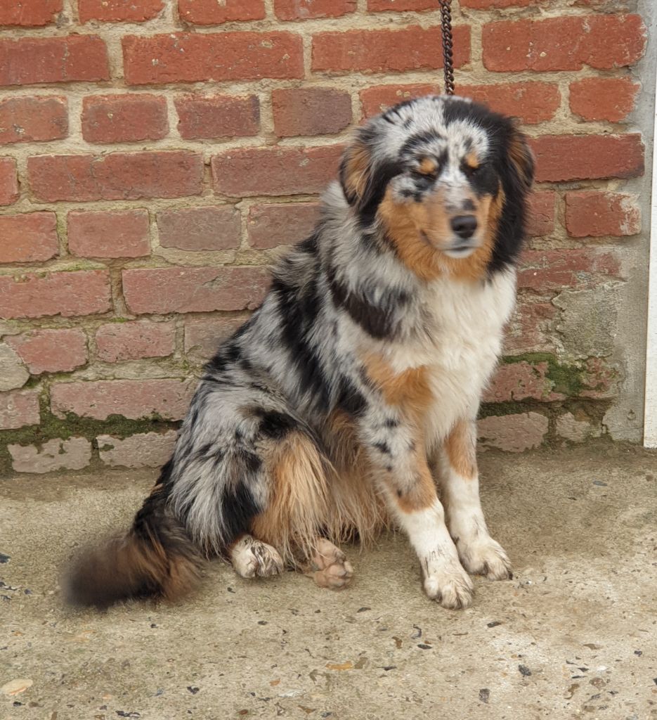 R'mione De La Vallée Des Belles Bleues