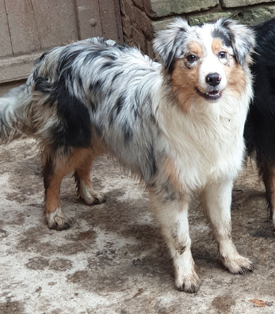 R'ziva De La Vallée Des Belles Bleues