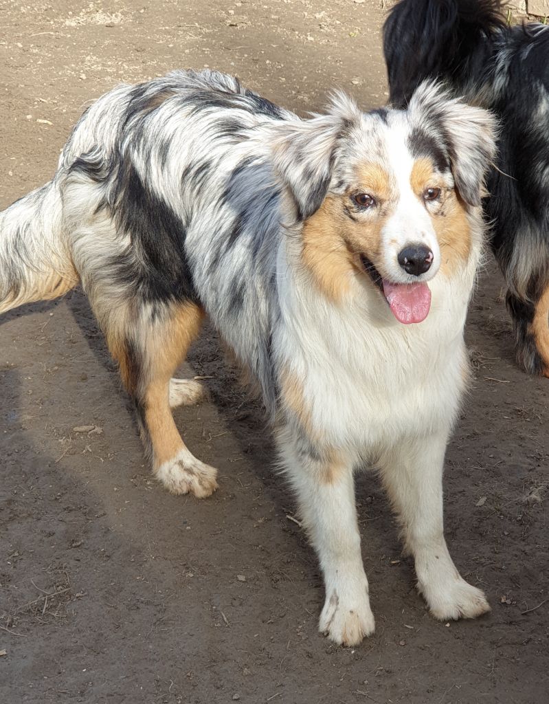 R'ziva De La Vallée Des Belles Bleues