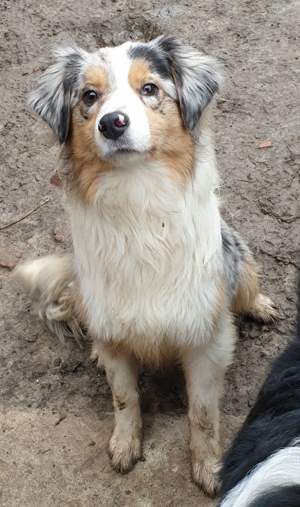 R'ziva De La Vallée Des Belles Bleues