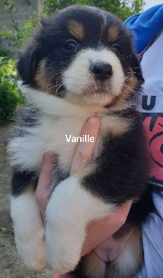 Vanille 