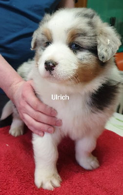 Ulrich