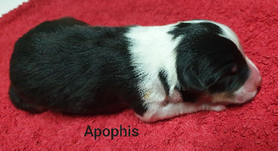 Apophis 