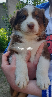 Vermeille 