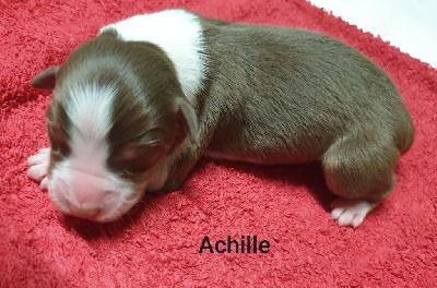 Achille 