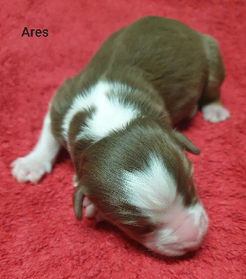 Ares 