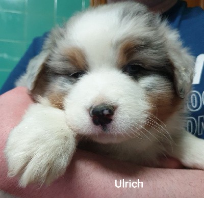 Ulrich