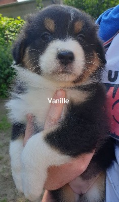 Vanille 