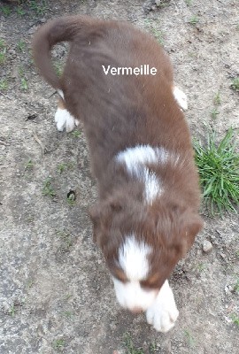 Vermeille 