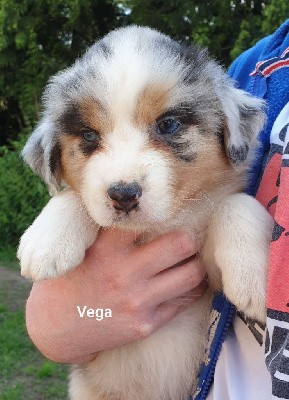 Vega