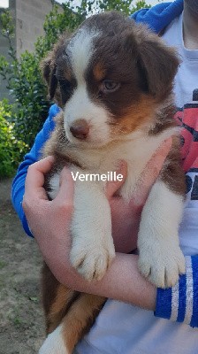 Vermeille 