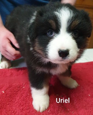 Uriel