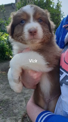 Vizir 