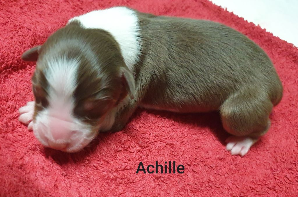 De La Vallée Des Belles Bleues - Chiot disponible  - Berger Australien