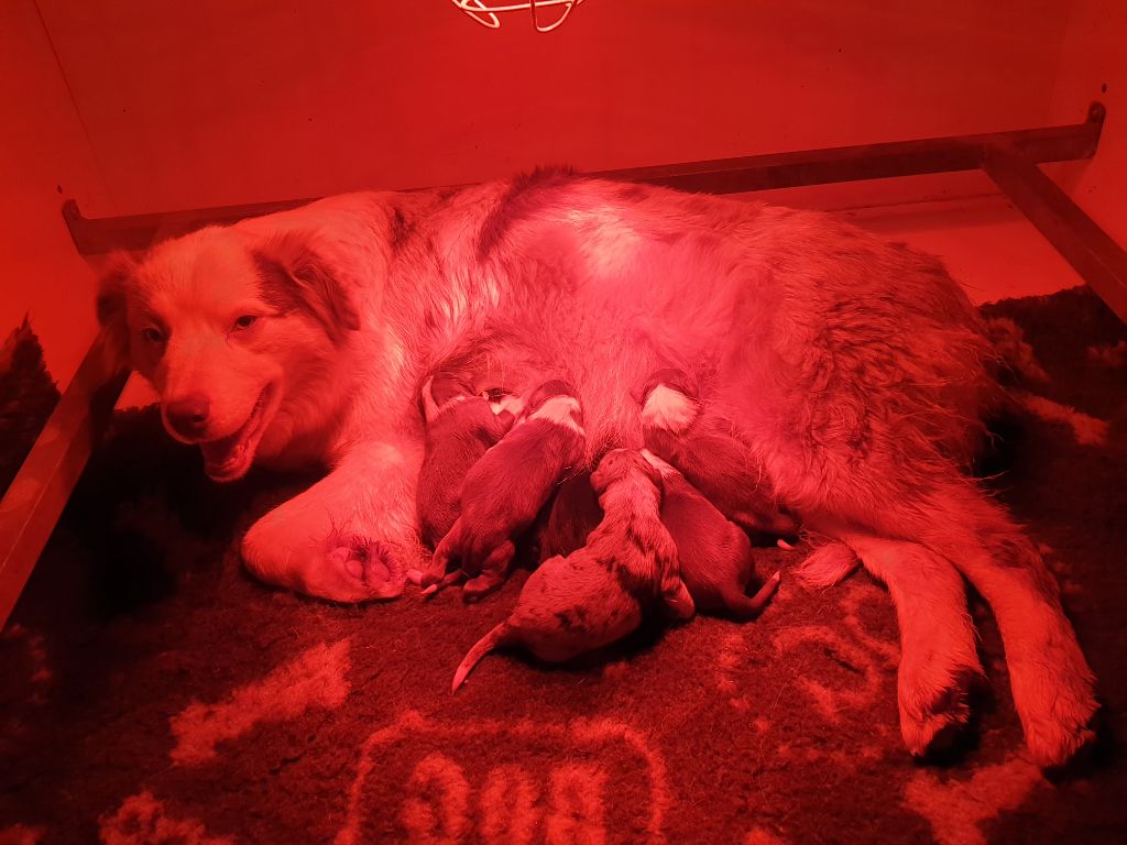 chiot Berger Australien De La Vallée Des Belles Bleues