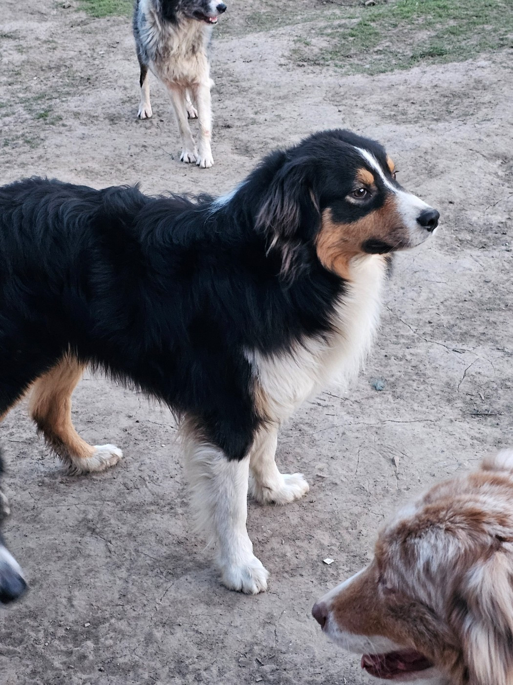 De La Vallée Des Belles Bleues - Chiots disponibles - Berger Australien