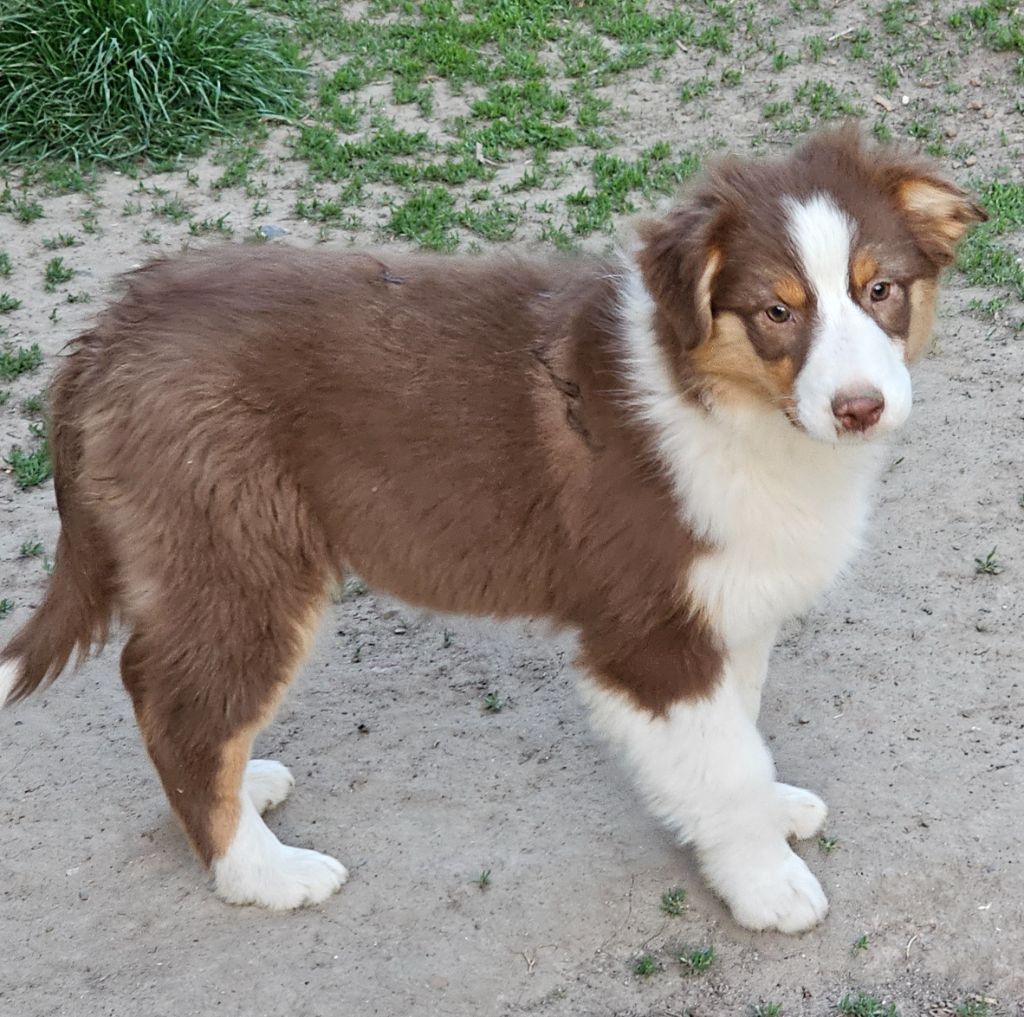 De La Vallée Des Belles Bleues - Chiots disponibles - Berger Australien