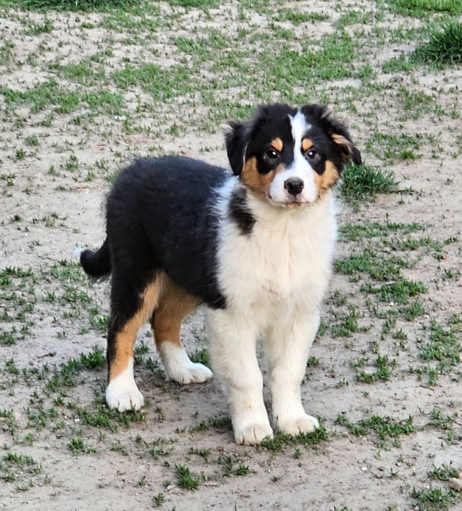 De La Vallée Des Belles Bleues - Chiots disponibles - Berger Australien