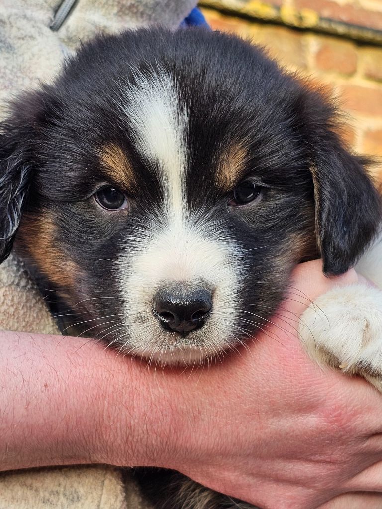 De La Vallée Des Belles Bleues - Chiots disponibles - Berger Australien