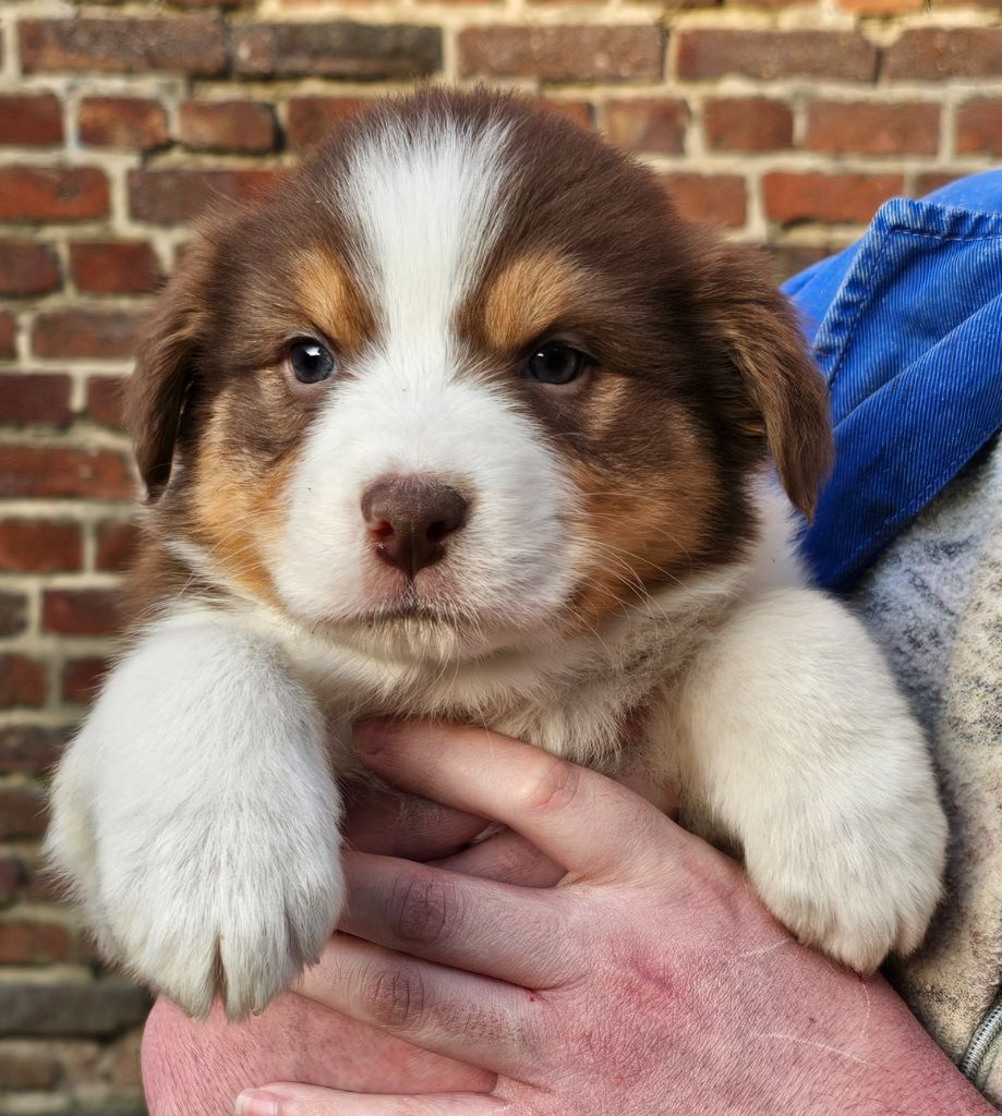 De La Vallée Des Belles Bleues - Chiots disponibles - Berger Australien