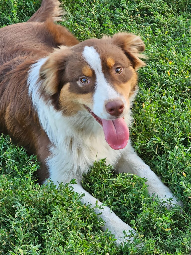 De La Vallée Des Belles Bleues - Chiots disponibles - Berger Australien
