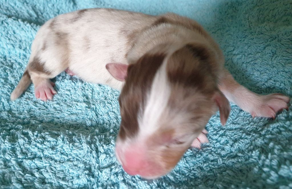 De La Vallée Des Belles Bleues - Berger Australien - Portée née le 20/03/2021