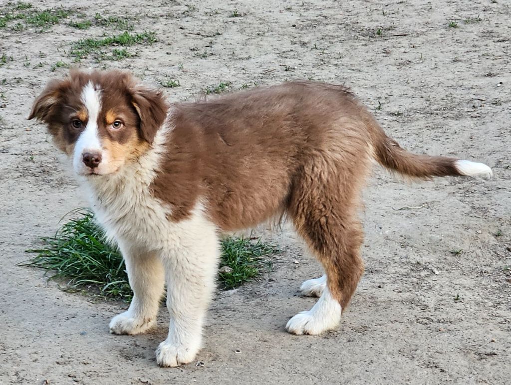 De La Vallée Des Belles Bleues - Chiots disponibles - Berger Australien