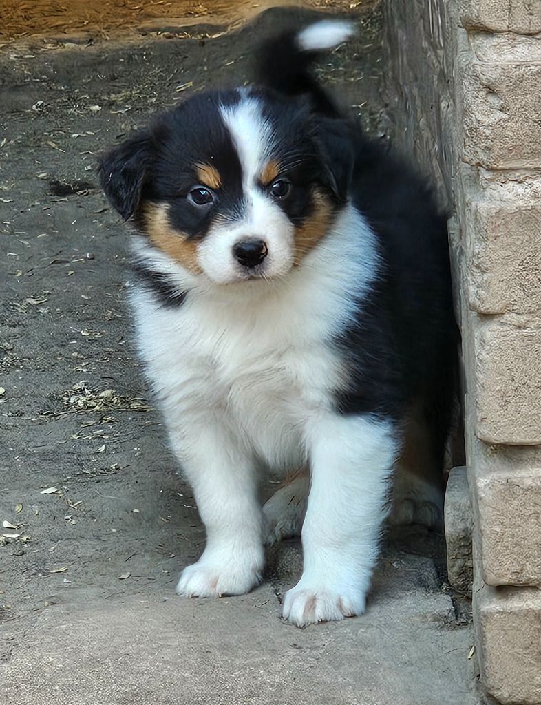 De La Vallée Des Belles Bleues - Chiots disponibles - Berger Australien