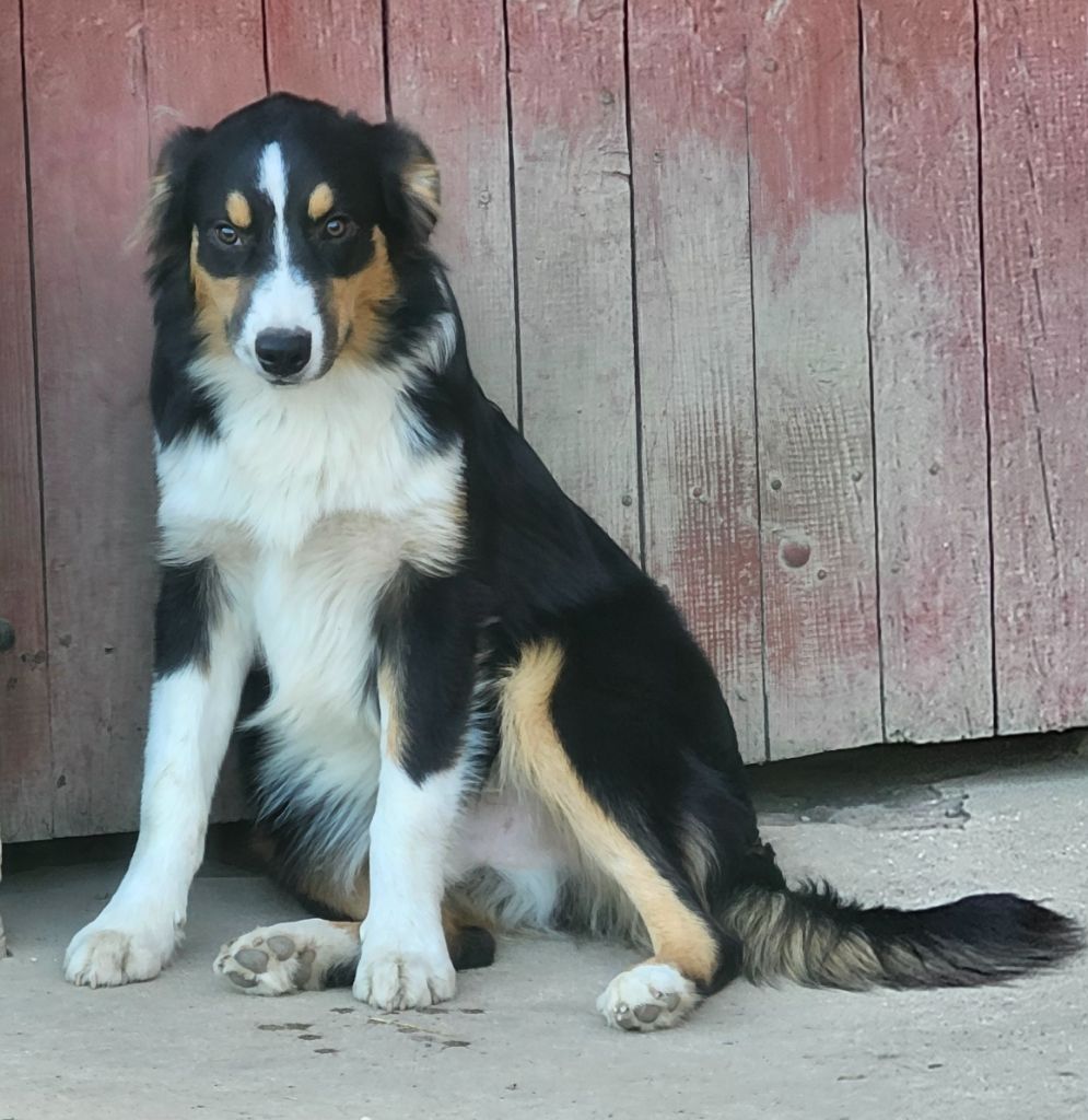 De La Vallée Des Belles Bleues - Chiots disponibles - Berger Australien