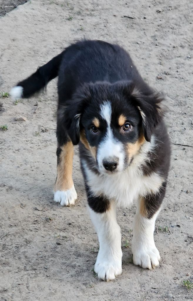 De La Vallée Des Belles Bleues - Chiots disponibles - Berger Australien